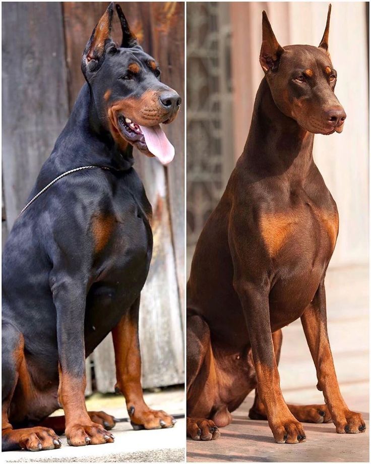 two pictures of a doberman dog sitting next to each other