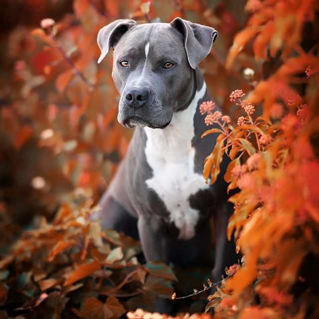 a black and white pit bull dog sitting in the bushes with autumn leaves around him