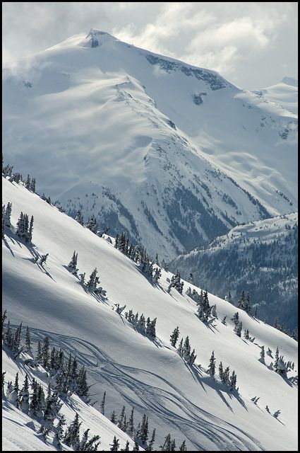 snow covered mountains with trees in the foreground