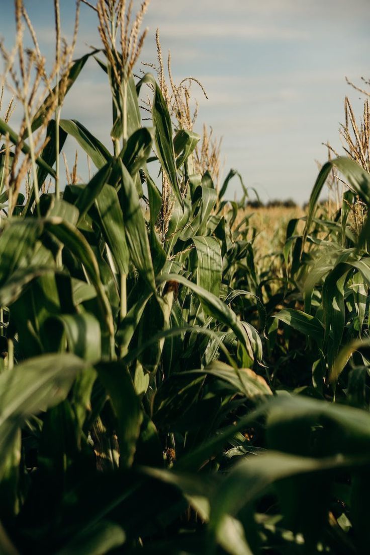 a field full of green corn on a sunny day