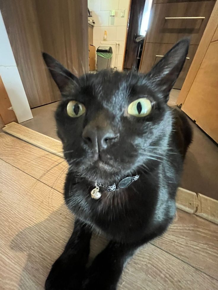 a black cat sitting on top of a wooden floor