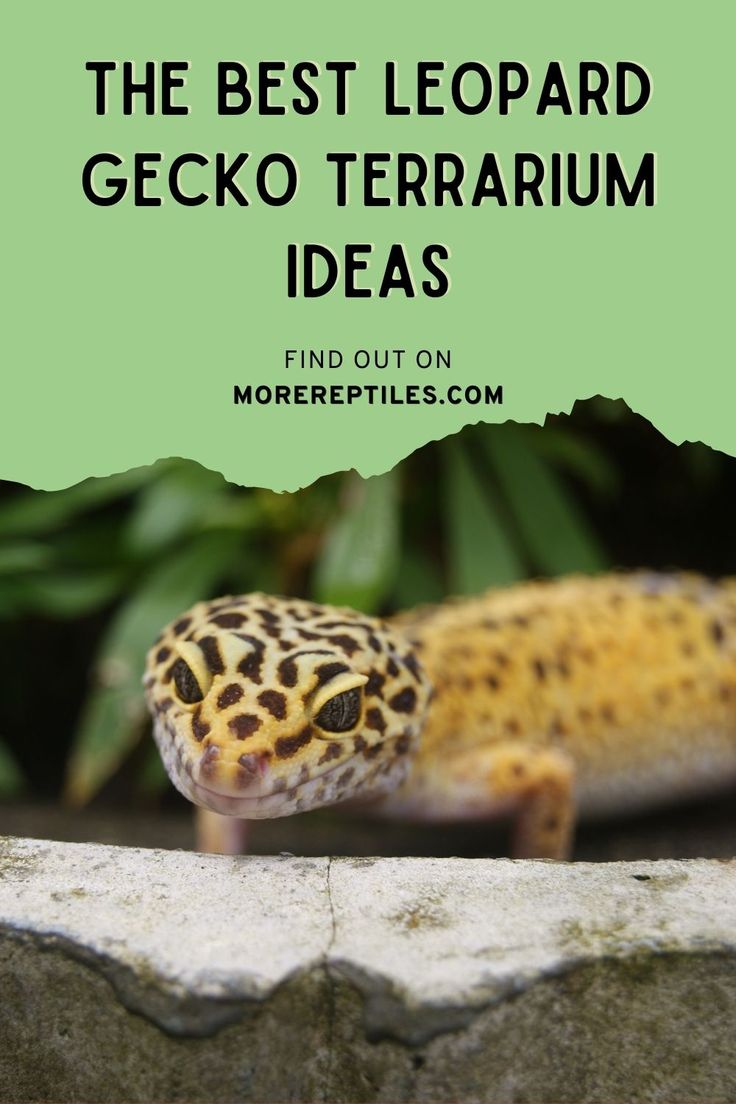 the best leopard gecko terrarium ideas find out on more reptiles com