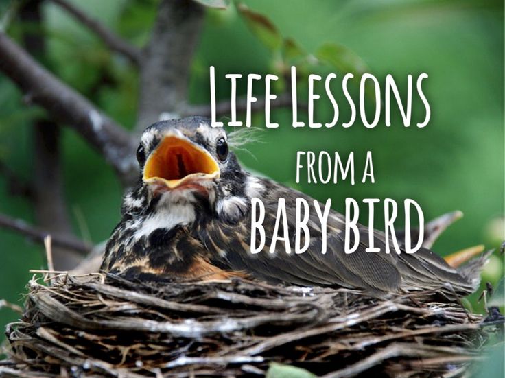 a baby bird sitting on top of a nest with its mouth open and the words life lessons from a baby bird