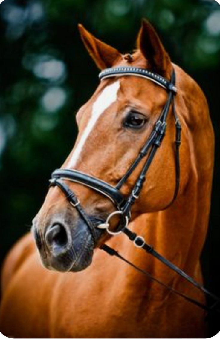 a brown horse wearing a bridle with trees in the background