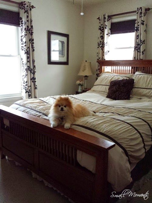 a small dog sitting on top of a bed in a room with two large windows