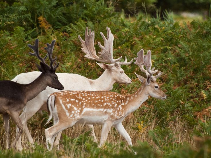 three deer standing next to each other in the grass