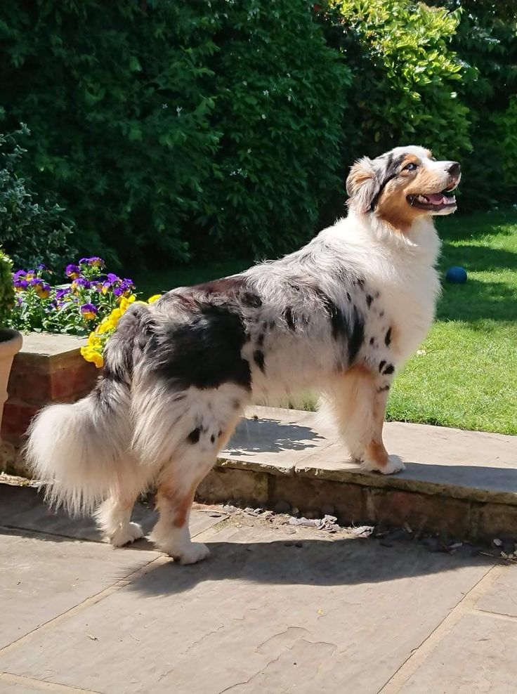 a dog standing on top of a stone walkway