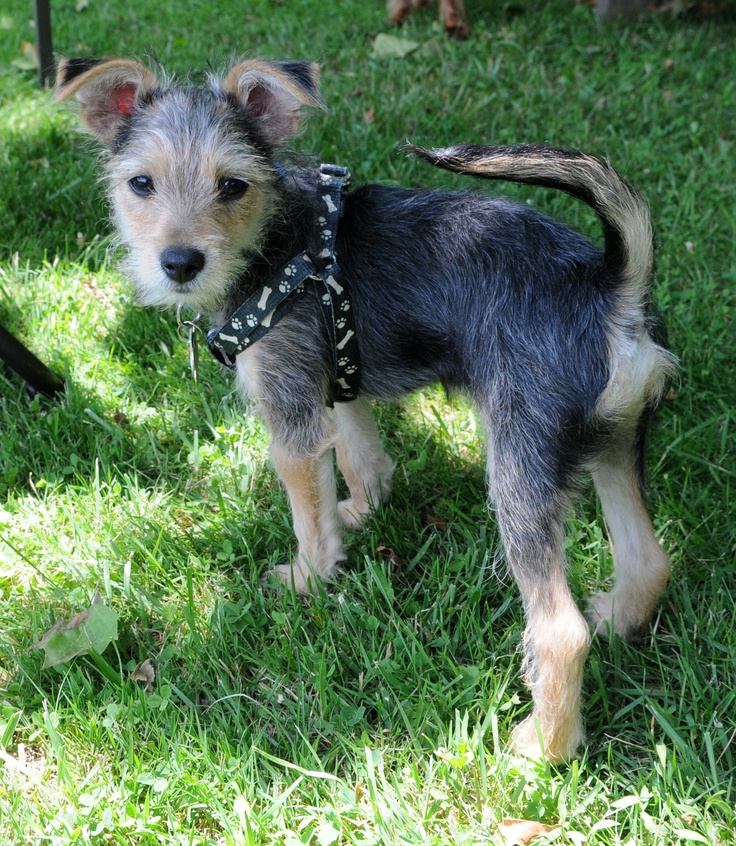 a small dog standing on top of a lush green field