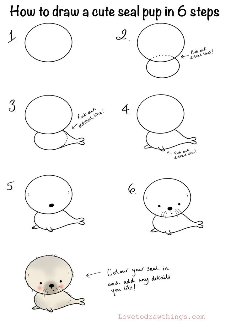 how to draw seal pup in 6 steps step by step drawing instructions for kids and adults