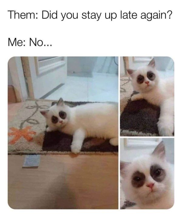 a white cat laying on top of a rug next to a mirror and caption that reads, them did you stay up late again? me no