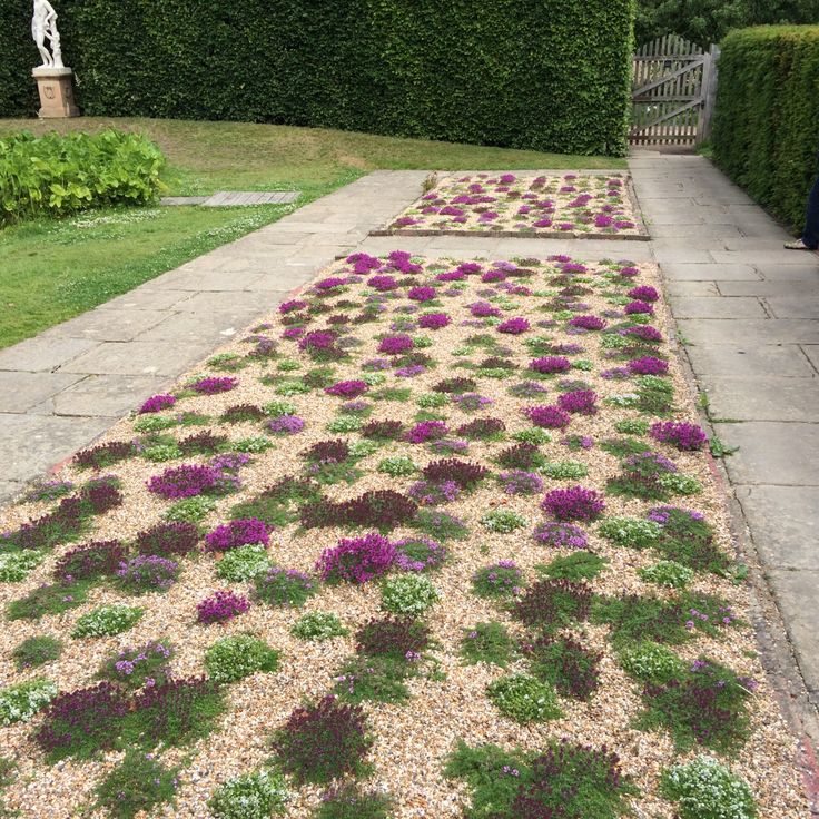 purple and green plants are growing on the ground in front of a stone path that is lined with hedges