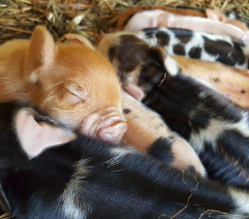 three baby pigs cuddle together in the hay