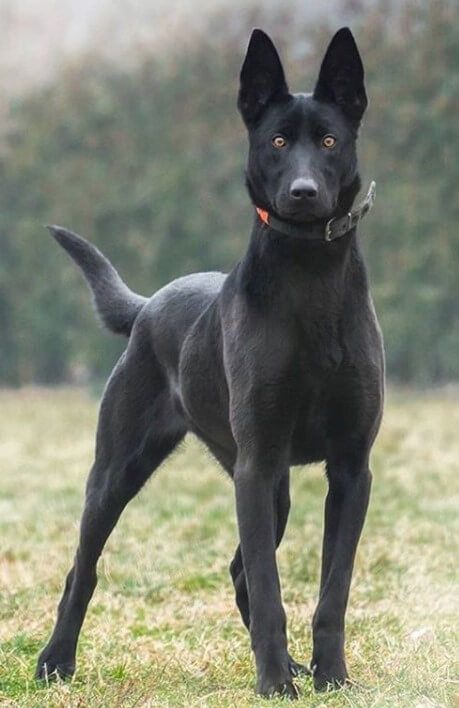 a large black dog standing on top of a grass covered field with trees in the background