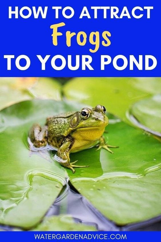 a frog sitting on top of a lily pad with the words how to attract frogs to your