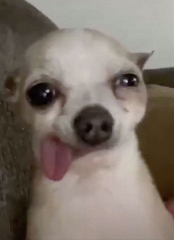 a small white dog sitting on top of a couch with its tongue hanging out and looking at the camera