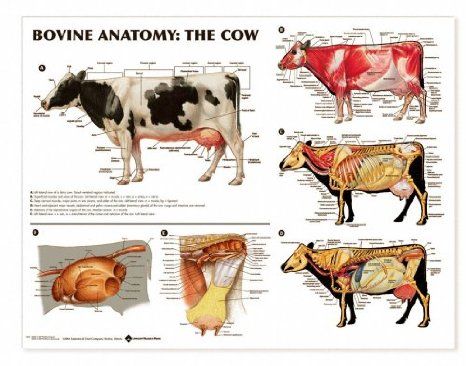 the diagram shows different types of cows and their skeletal systems, including the cow's ribs