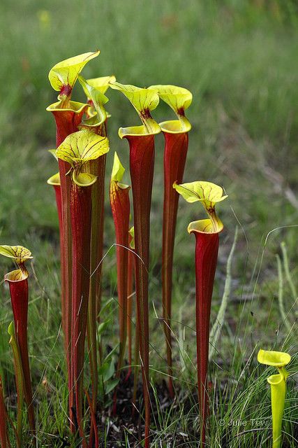 some very pretty red and yellow flowers in the grass