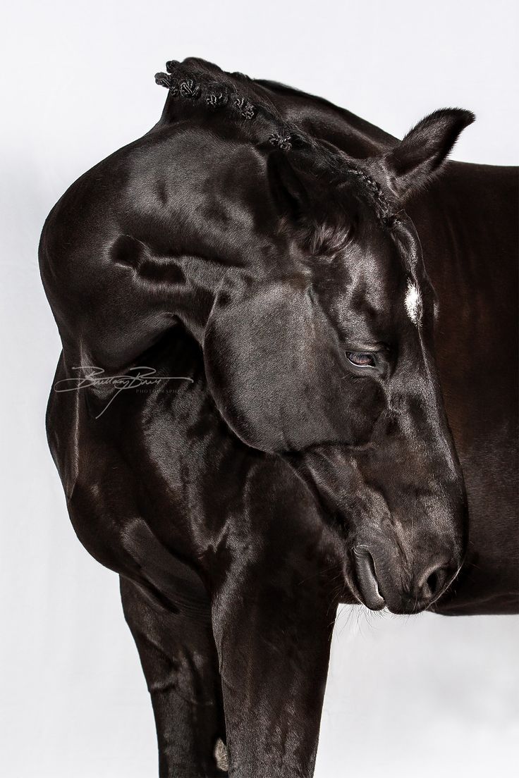 Studio Lighting was used to achieve the high gloss effect, highlighting not only his incredible muscles but small beautiful details on the jawline and whiskers. Horse White Background, Horse Black Background, Black Horse Art, Portrait White Background, Black Background Portrait, Equestrian Farm, Horse Hay, Beautiful Horses Photography, Horse Black