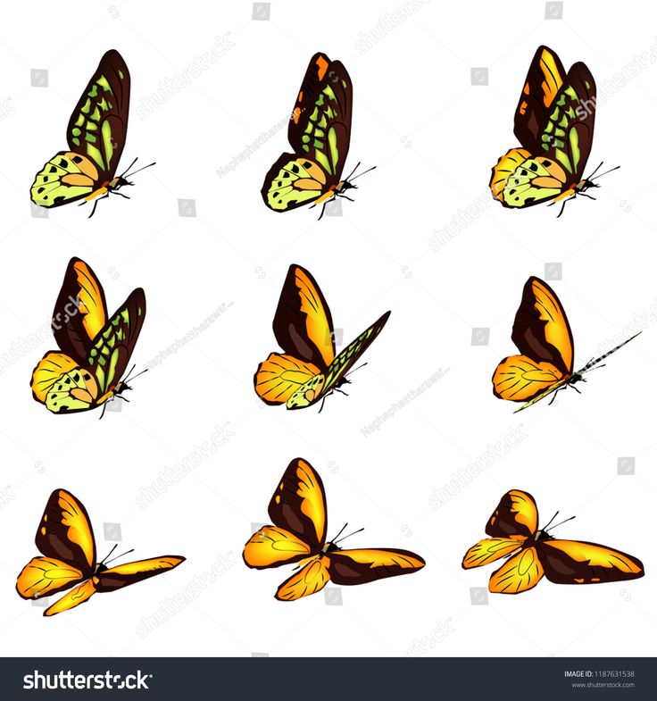 six yellow butterflies on white background