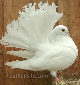 a white bird standing on top of a piece of wood next to a wooden fence