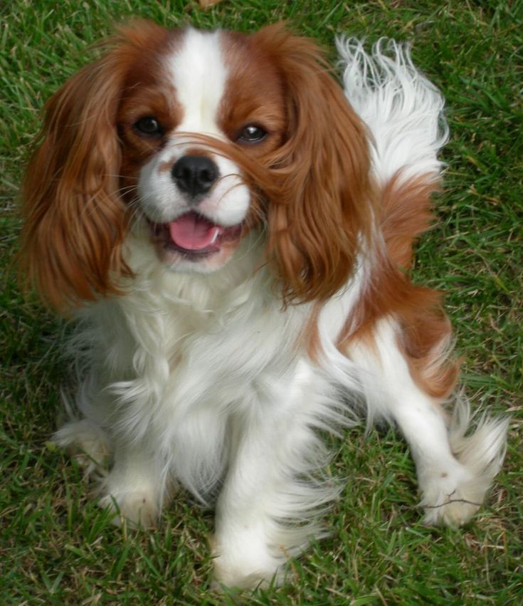 a brown and white dog sitting on top of a lush green field