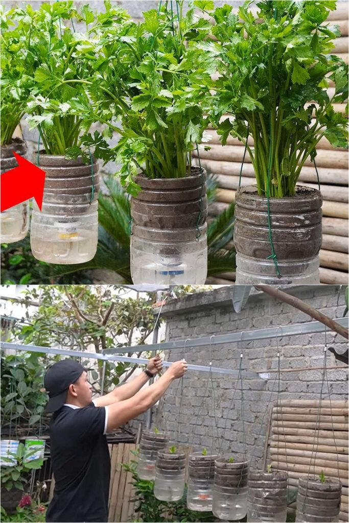 two pictures show the process of growing plants in mason jars and hanging them from wires