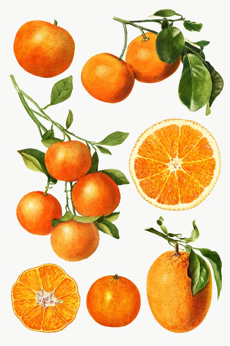 an illustration of oranges and leaves on a white background