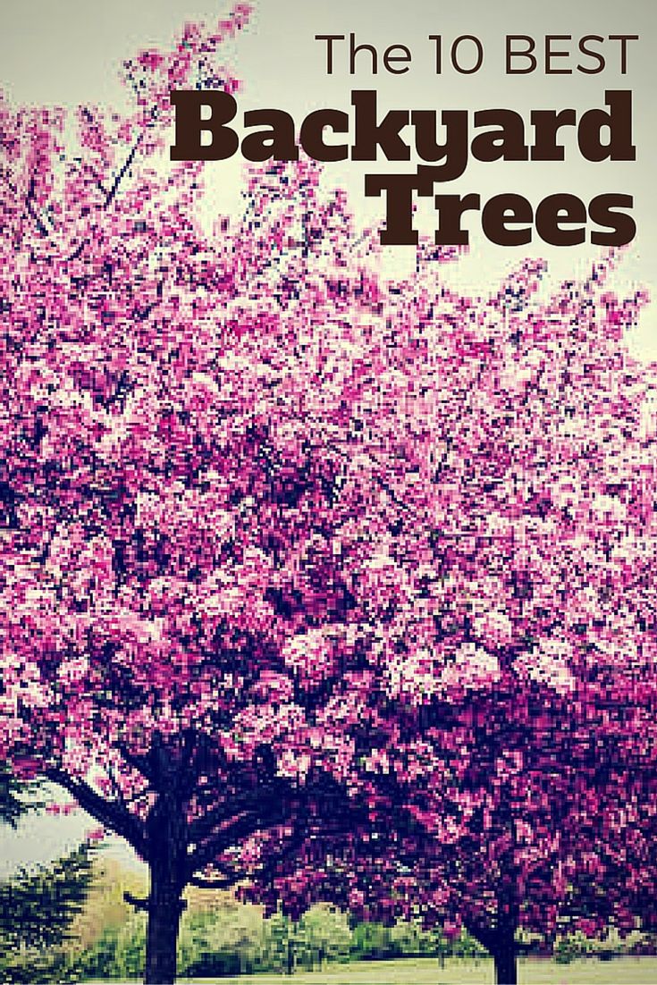 the 10 best backyard trees for your yard