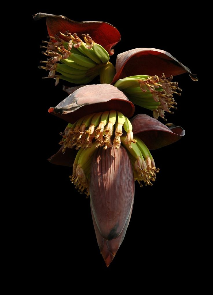 a bunch of bananas hanging from a tree branch with leaves and flowers on it's stalk