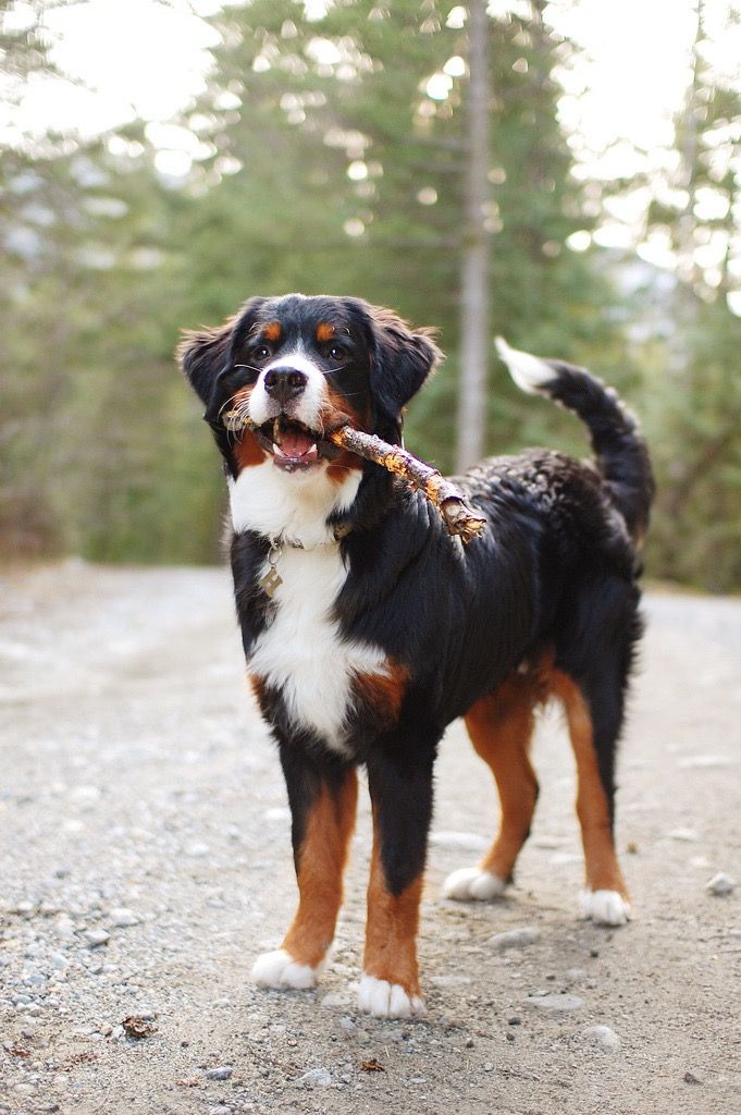 a dog with a stick in its mouth standing on a gravel road next to trees