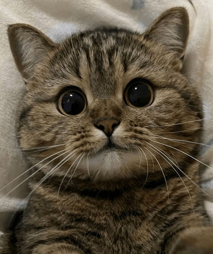 a close up of a cat on a bed with a blanket behind it and eyes wide open