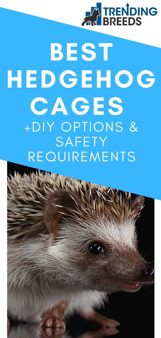 a hedgehog with the title best hedgehog cages diy options and safety documents