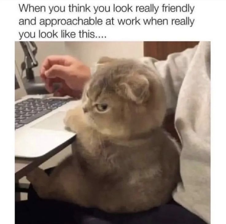 a cat that is sitting in front of a laptop on a desk with someone's hand