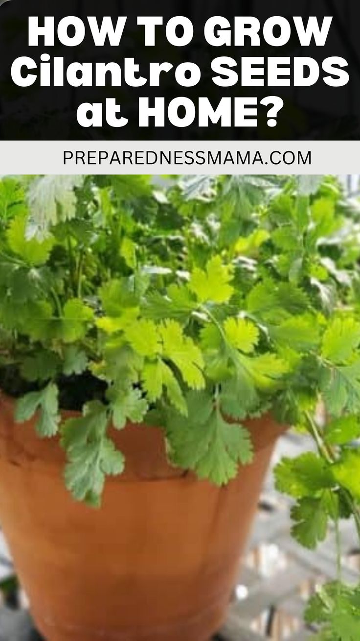 a potted plant with the words how to grow cilantro seeds at home?