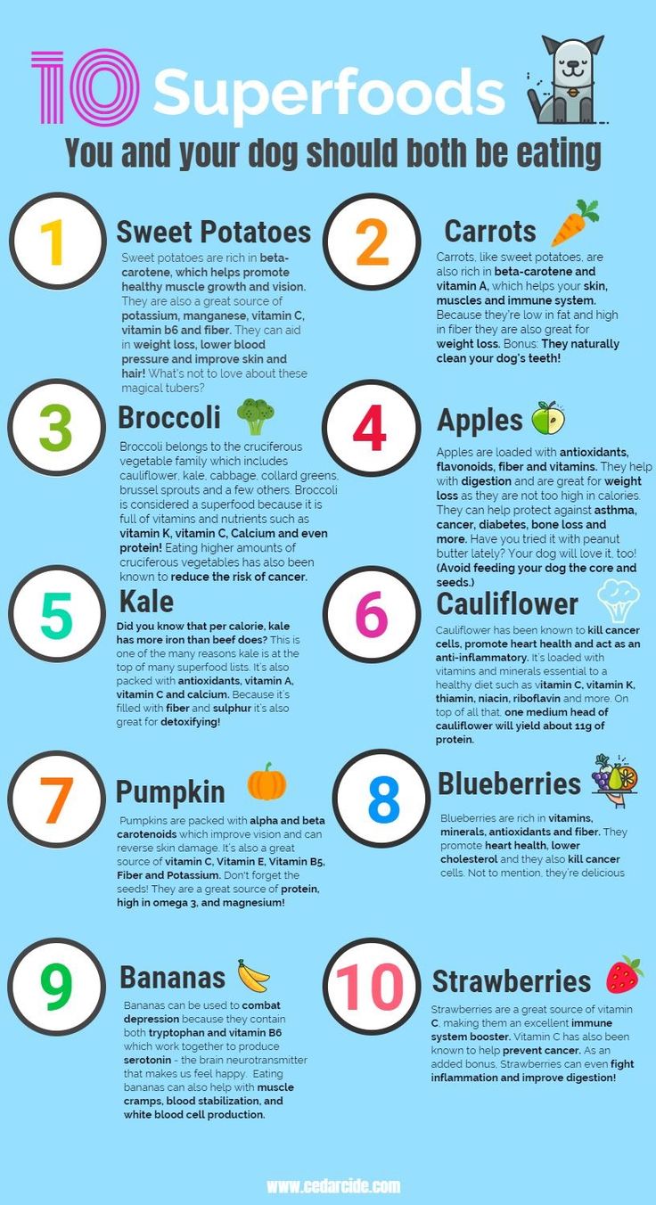 the top ten superfoods for dogs and how they can help them to eat