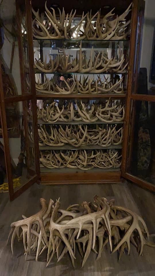 the antlers are laying on the floor in front of the glass case that is full of antlers