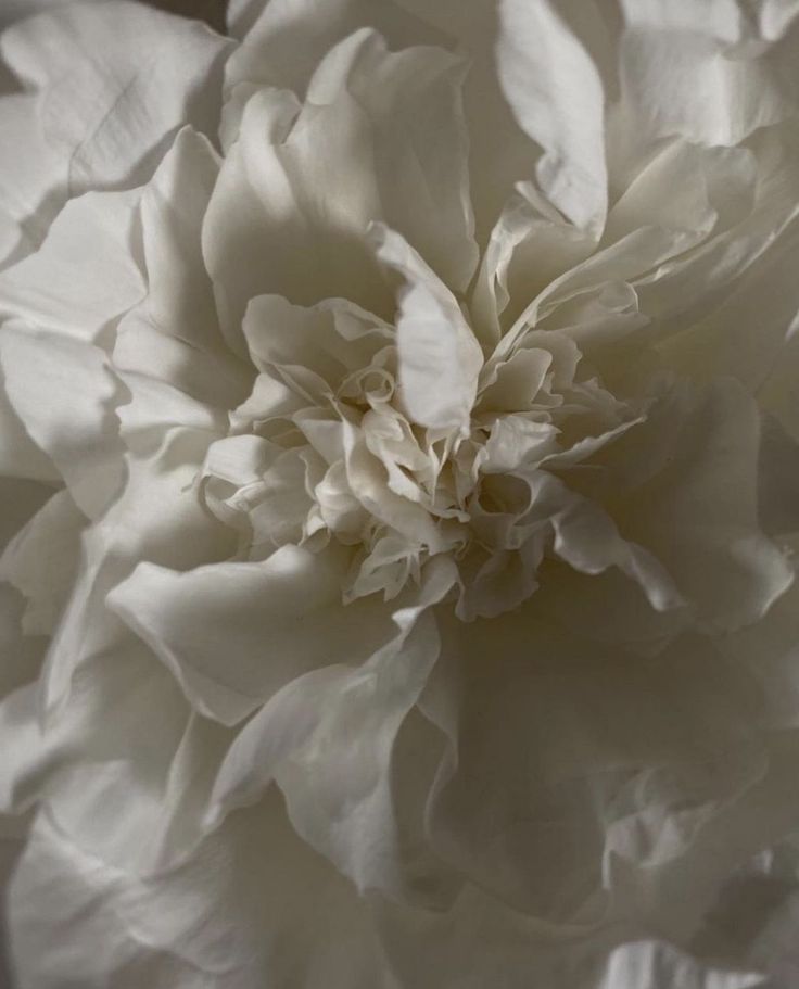 a large white flower is shown in this black and white photo