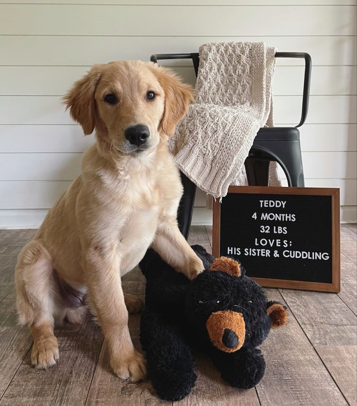 a dog sitting on the floor next to a teddy bear and a sign that says teddy 4 months