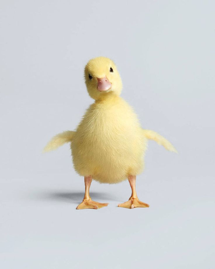 a small yellow duck standing in front of a white background with one foot on the ground