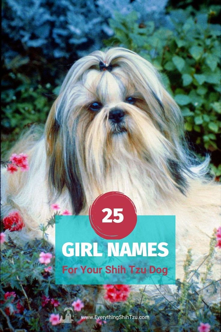 a dog with the title 25 girl names for your shih - tzudog