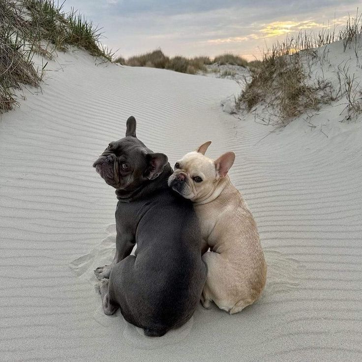 two small dogs sitting on top of each other in the sand