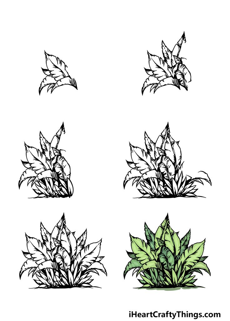 four different types of plants with leaves