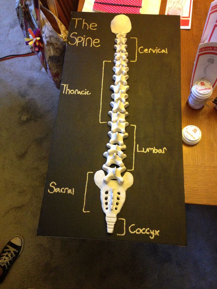 a table with a diagram of the bones on it