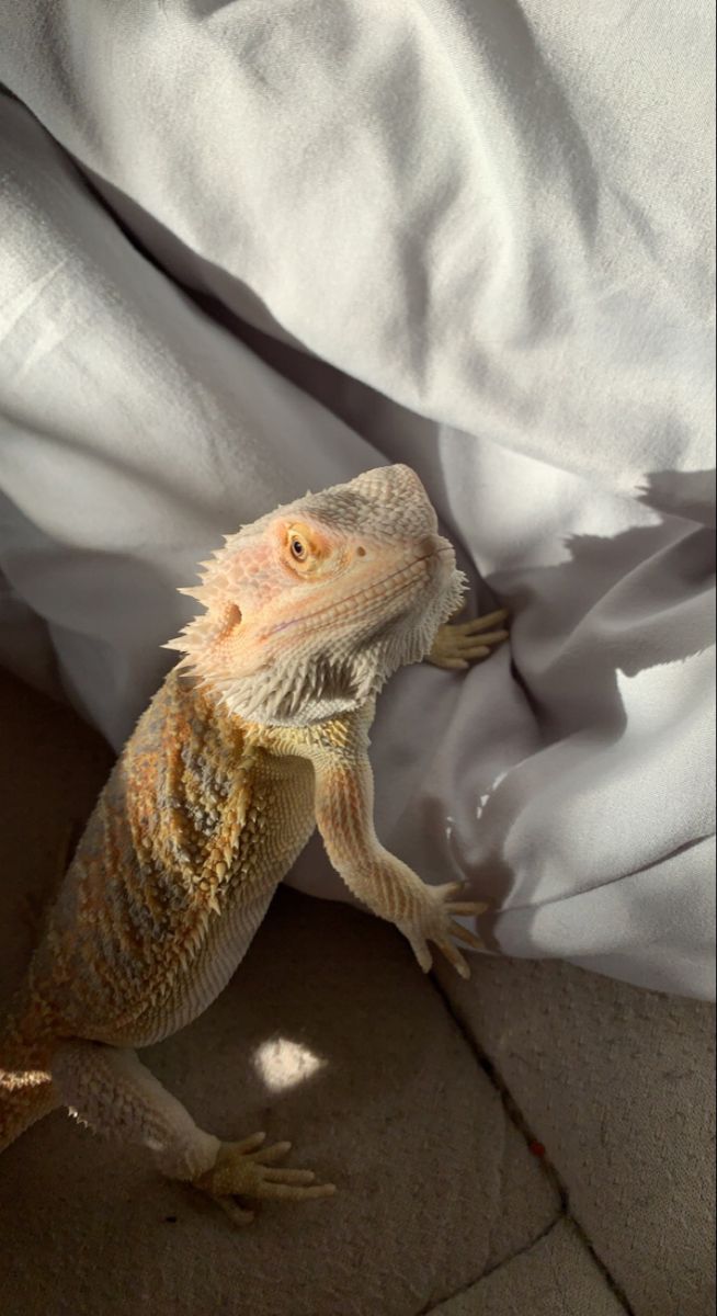 an orange and white lizard laying on top of a bed next to a pillow covered in sheets