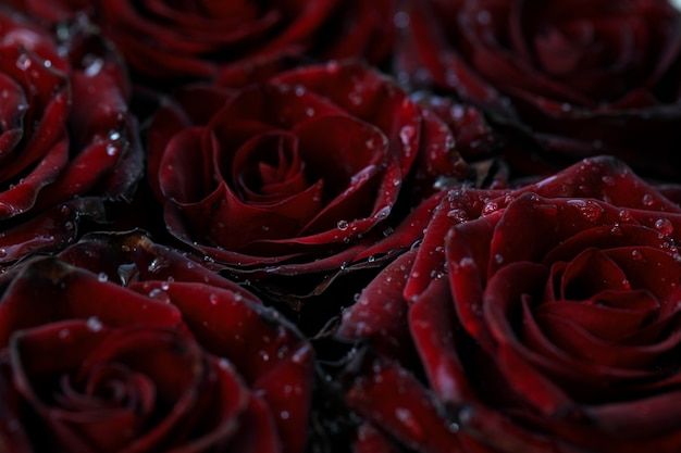 red roses with drops of water on them