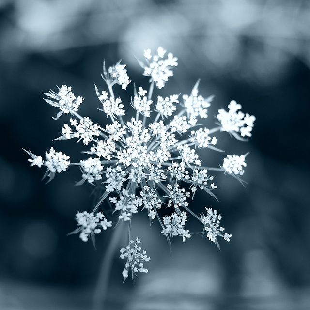 a close up view of some white flowers in black and white photo with blurry background