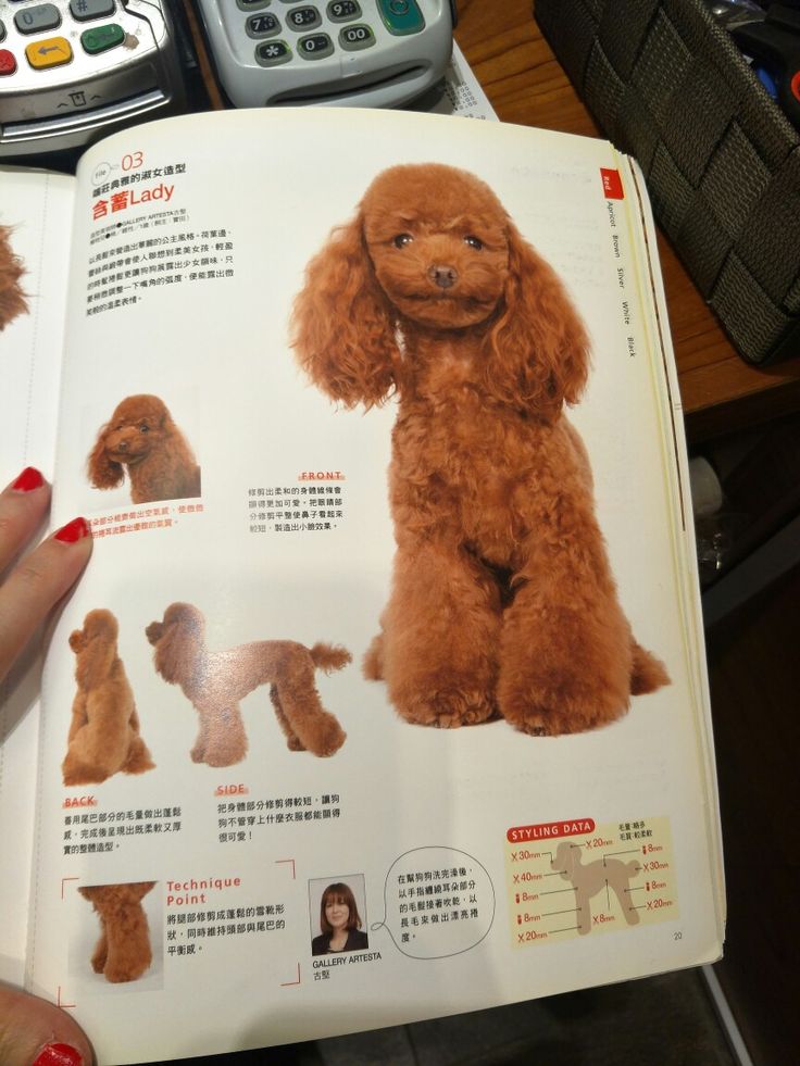 a person is holding an open book with pictures of poodles and other dog breeds