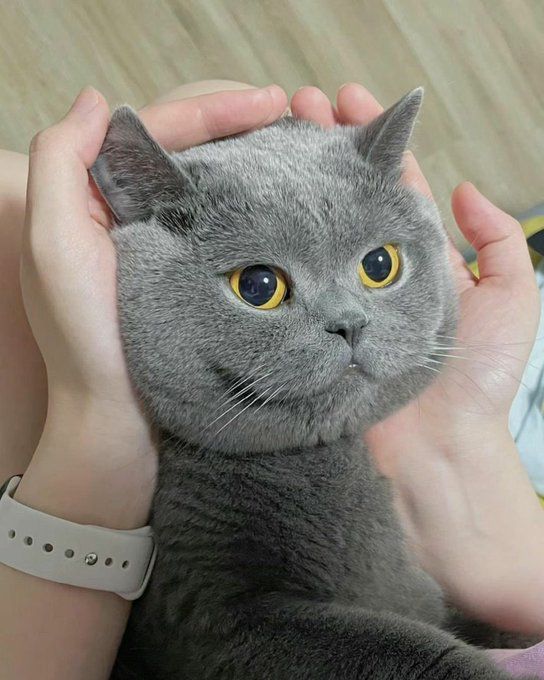 a person holding a gray cat with yellow eyes and a watch on their wrist while it is being petted by someone