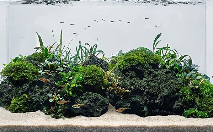 an aquarium filled with lots of green plants