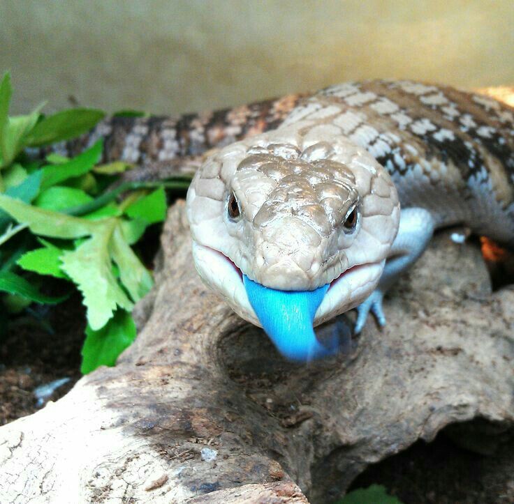 a close up of a lizard on a rock